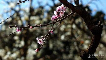 梨花无意伴春寒,诗意盎然话时光