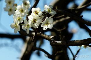 梨花无意伴春寒,诗意盎然话时光