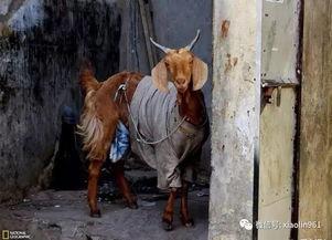 国家地理 野性阿根廷,自然奇观与野生动物之旅