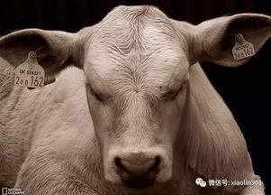 国家地理 野性阿根廷,自然奇观与野生动物之旅