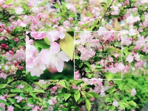 不辞春色,春日美景赏析之旅