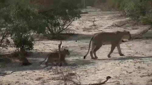 母狮 第一季,丛林霸主的第一季传奇