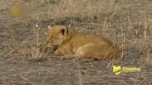 母狮 第一季,丛林霸主的第一季传奇