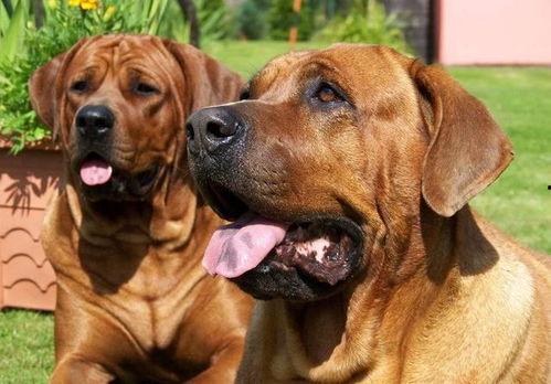 机器猛犬 A.X.L.,未来战争利器揭秘