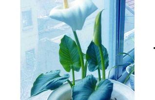 蓝色马蹄莲,绽放的神秘与优雅