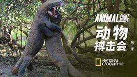 动物搏击会 第五季,巅峰对决，谁将问鼎兽王之位？